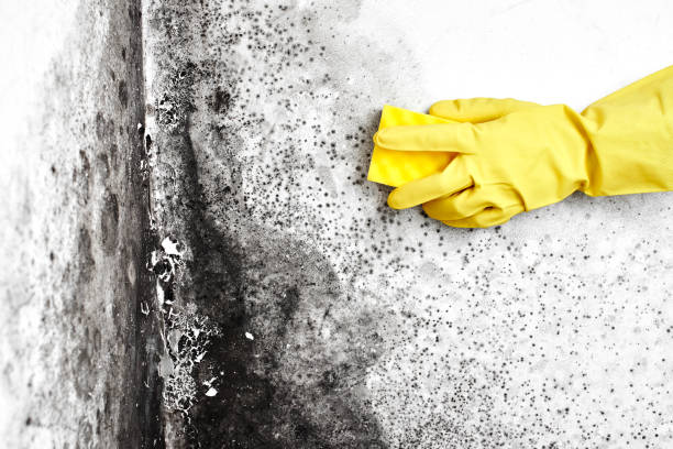 Best Attic Mold Removal  in New Rockford, ND