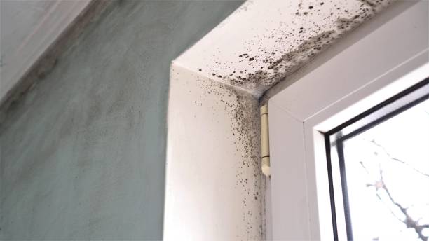 Best Mold Damage Repair  in New Rockford, ND