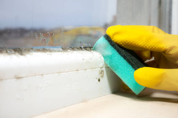 Best Best Mold Removal Companies  in New Rockford, ND