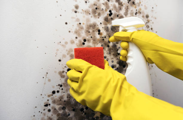 Best Certified Mold Removal  in New Rockford, ND