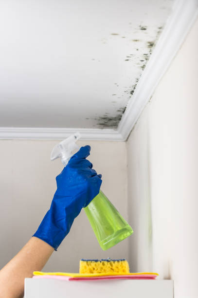 Best Mold Remediation  in New Rockford, ND