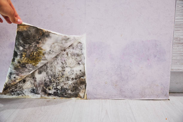 Best Commercial Mold Removal  in New Rockford, ND